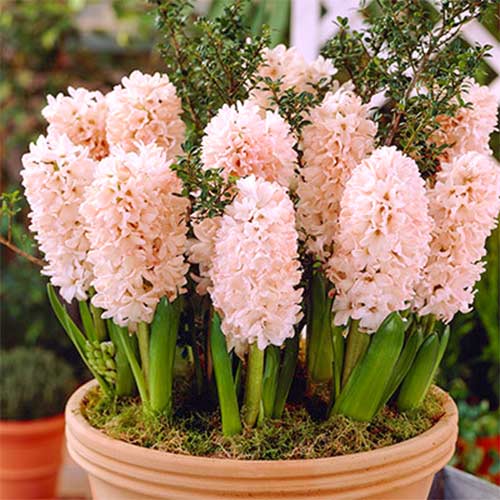Zambile China Pink articol fotografie 1 Zambile China Pink imagine 1 articol 67595