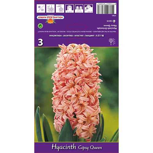 Zambile Gipsy Queen imagine 1 articol 67585