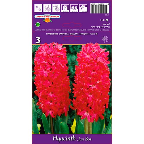 Zambile Jan Bos imagine 1 articol 67596