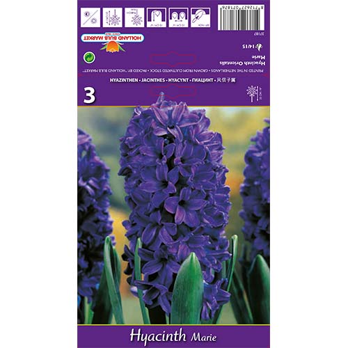 Zambile Marie articol fotografie 1 Zambile Marie imagine 1 articol 67588