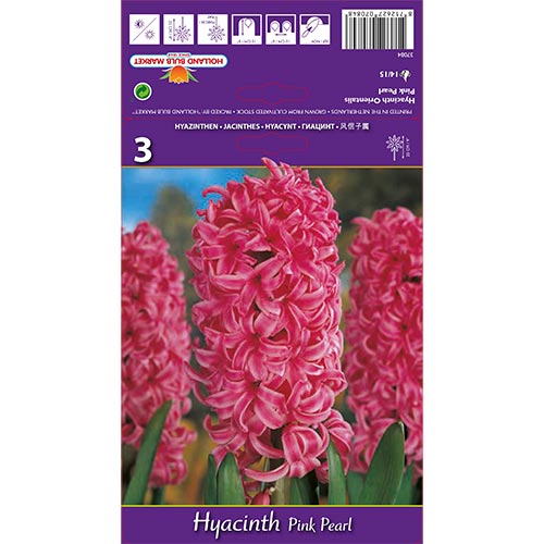 Zambile Pink Pearl imagine 1 articol 67365