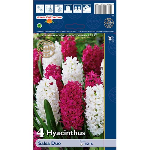 Zambile Salsa Duo mix multicolor imagine 1 articol 68011