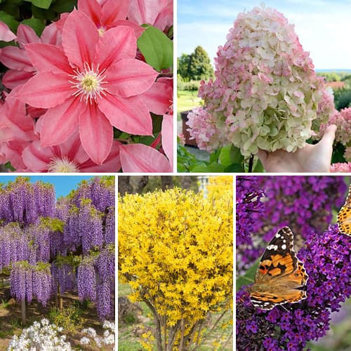 Ofertă specială! Plante ornamentale Grădina înfloritoare, set de 5 soiuri articol fotografie 1 Ofertă specială! Plante ornamentale Grădina înfloritoare, set de 5 soiuri imagine 1 articol 9673