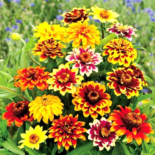 Zinnia, amestec mexican articol fotografie 1 Zinnia, amestec mexican imagine 1 articol 8764