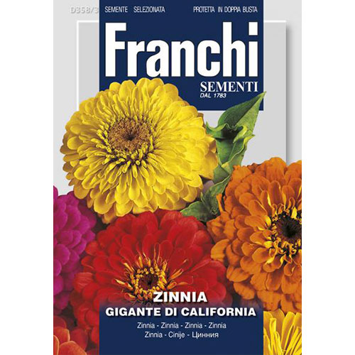Zinnia (Cârciumăreasă) gigantă de California imagine 1 articol 87305