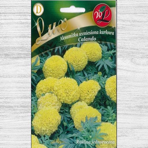 Zinnia (Cârciumăreasă) Liliputek pitică portocalie articol fotografie 1 Zinnia (Cârciumăreasă) Liliputek pitică portocalie imagine 1 articol 78664