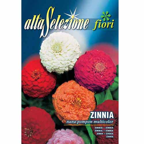 Zinnia (Cârciumăreasă) Pompon, mix multicolor articol fotografie 1 Zinnia (Cârciumăreasă) Pompon, mix multicolor imagine 1 articol 96328