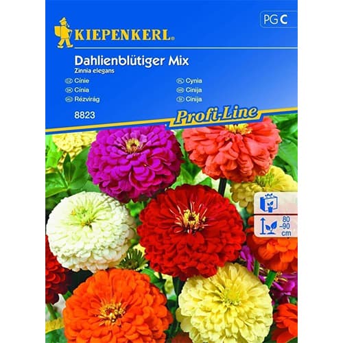 Zinnia (Cârciumăreasă) tip dalie, mix multicolor imagine 1 articol 86353