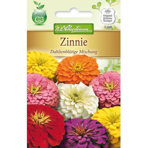 Zinnia (Cârciumăreasă) tip dalie, mix multicolora imagine 1 articol 78948