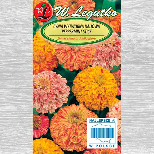 Zinnia Peppermint Stick, mix multicolor Legutko imagine 1 articol 69575