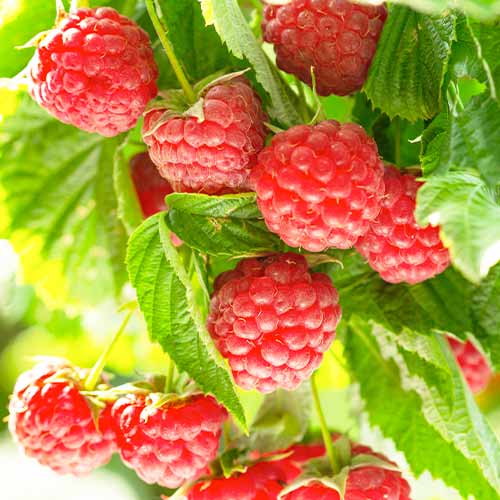 Zmeur Autumn First articol fotografie 1 Zmeur Autumn First imagine 1 articol 5836