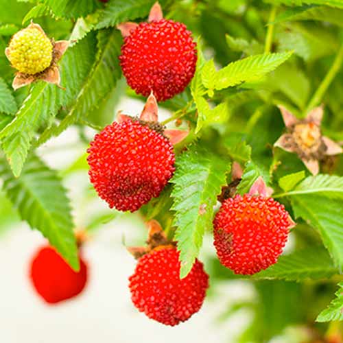 Căpșun-zmeur imagine 1 articol 9602