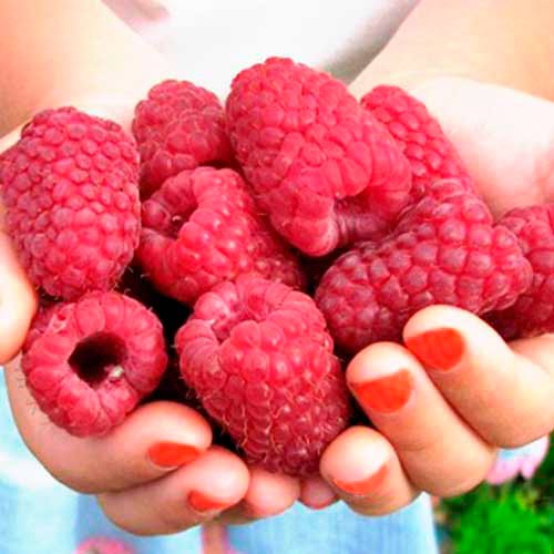 Zmeur remontant Cascade Delight imagine 1 articol 7530