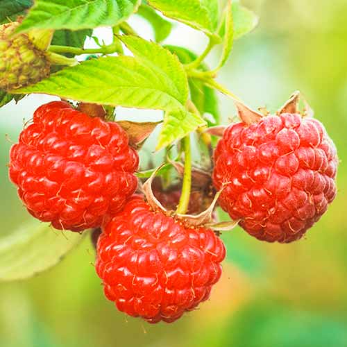 Zmeur Dorman Red imagine 1 articol 5838