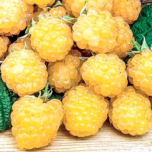 Zmeur Fall Gold imagine 1 articol 7618