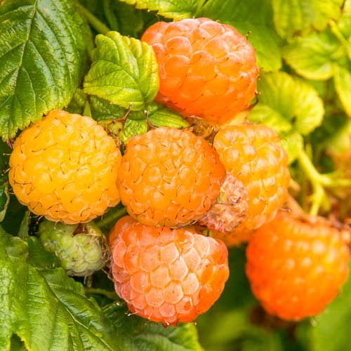 Zmeur remontant Fallgold imagine 1 articol 8053