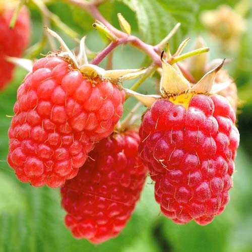 Zmeur remontant Glen Ample imagine 1 articol 8115