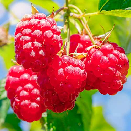 Zmeur Malling Promise imagine 1 articol 5841