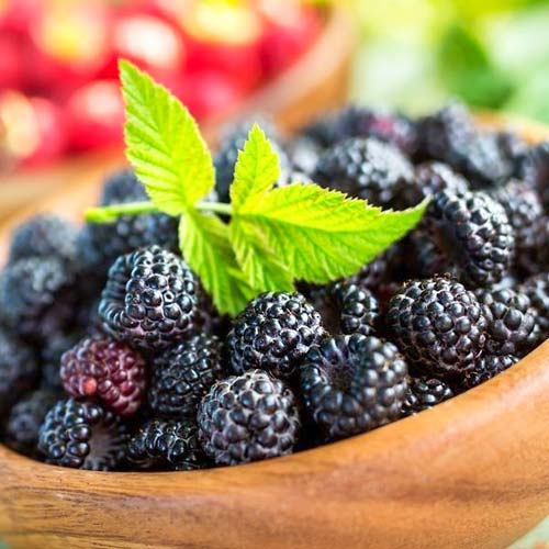 Zmeur negru Black Diamond imagine 1 articol 7552