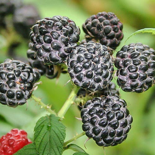 Zmeur negru imagine 1 articol 7696