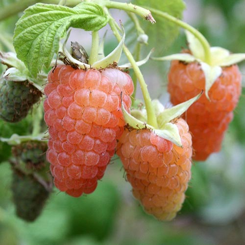 Zmeur Orange Giant imagine 1 articol 7528