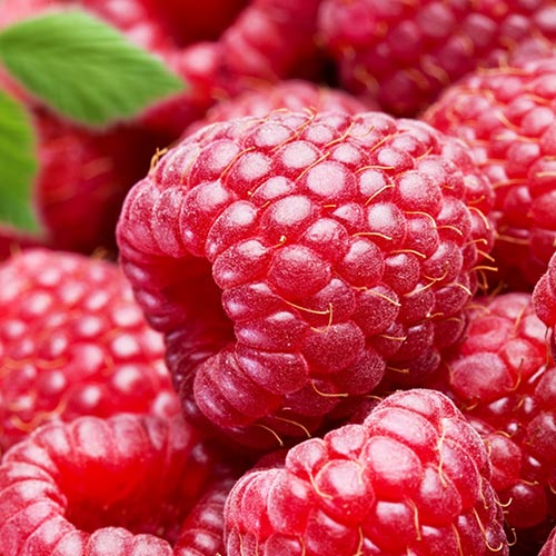 Zmeur Red Giant imagine 1 articol 7524