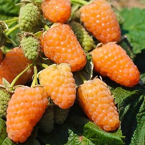 Zmeur remontant Orange imagine 1 articol 7542