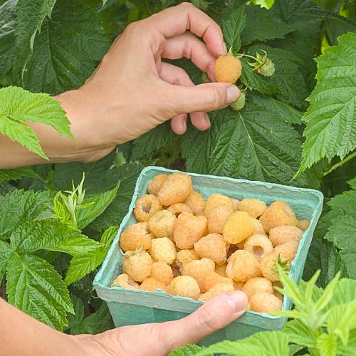 Zmeur remontant Yellow imagine 1 articol 8037