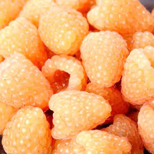 Zmeur Valentina articol fotografie 1 Zmeur Valentina imagine 1 articol 9340