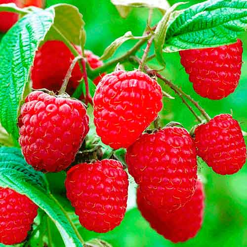 Zmeur remontant Sugana imagine 1 articol 7539