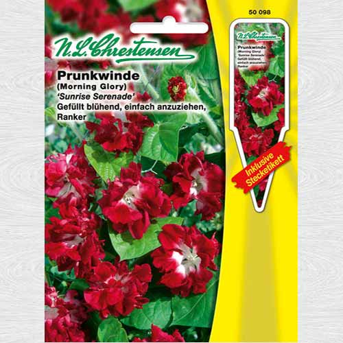 Zorele (Ipomea) Sunrise Serenade imagine 1 articol 69362