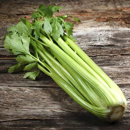 Țelină Groene Pascal articol fotografie 1 Țelină Groene Pascal imagine 1 articol 66751