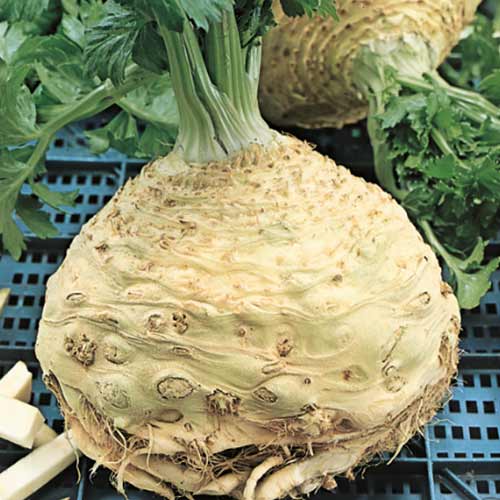 Țelină Prager Reuzen imagine 3 articol 66749