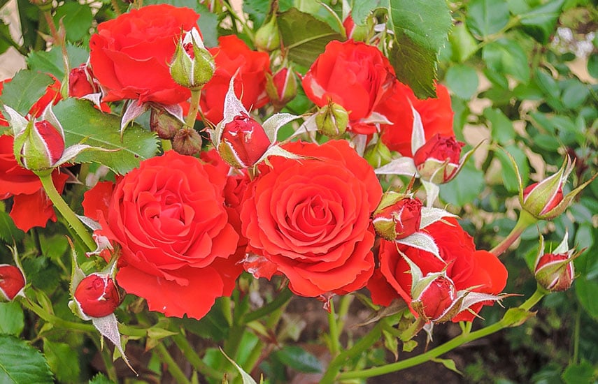 Află mai multe despre plantarea și îngrijirea trandafirilor
