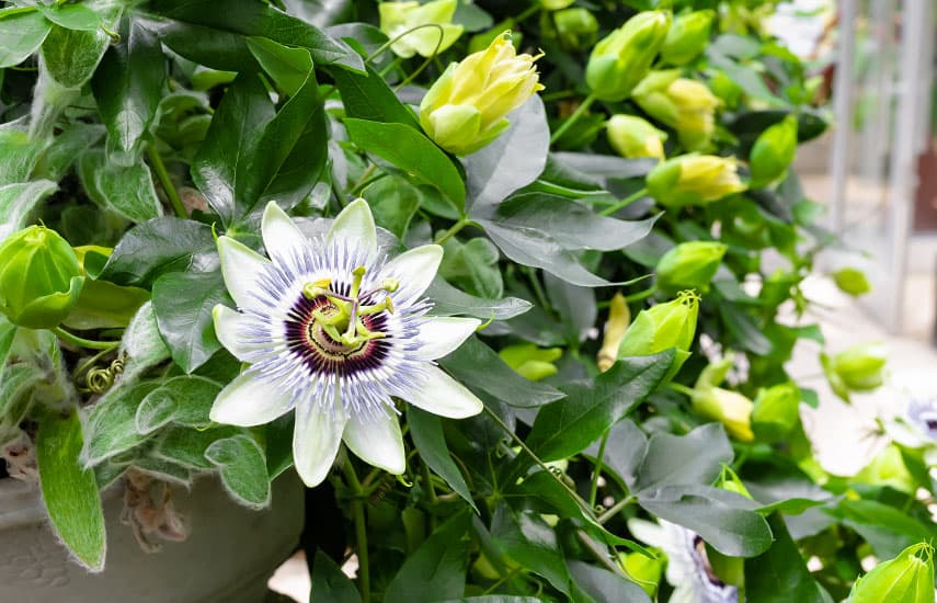 Ce plante cu flori poți să crești atât acasă, cât și în grădină?