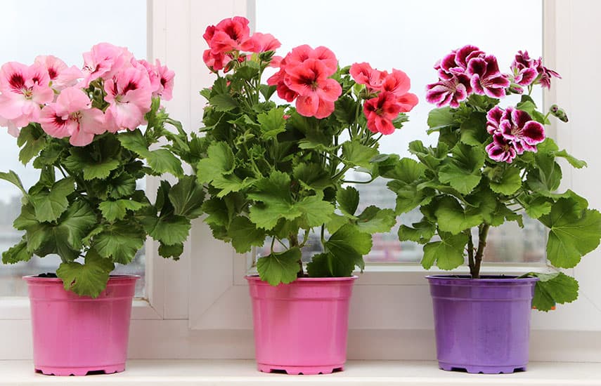 Ce plante cu flori poți să crești atât acasă, cât și în grădină?