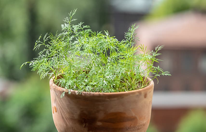 10 legume ușor de cultivat la domiciliu