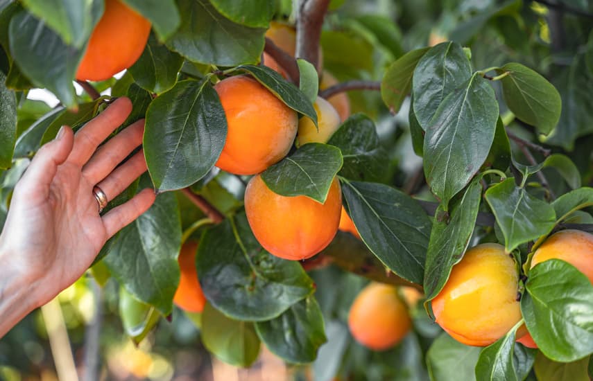 Persimon de la plantare la recoltare