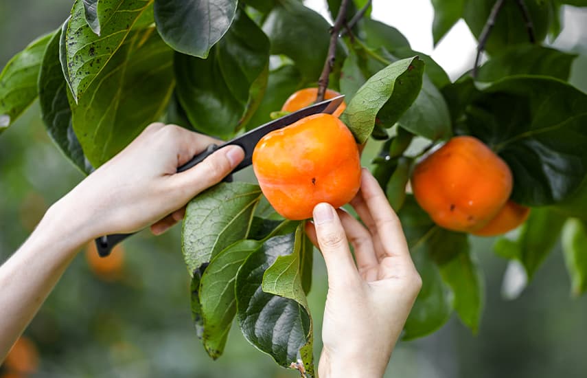 Persimon de la plantare la recoltare