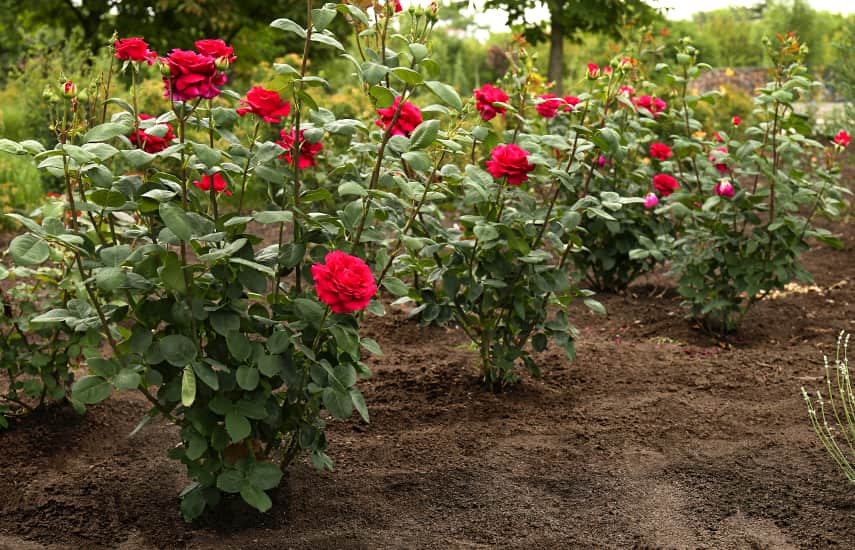Cum să plantezi trandafiri în pământ?