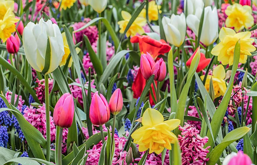 Aranjamente florale de lalele și narcise