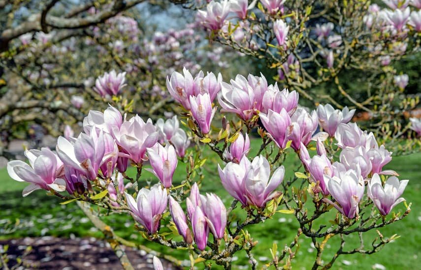 Frumoasă magnolie - un simbol al primăverii și al vieții