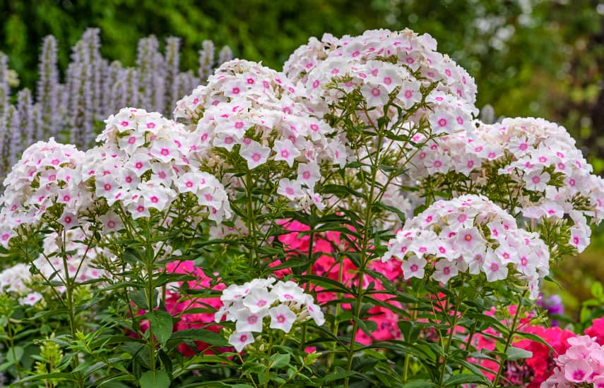 Flori perene care înfloresc în anul plantării