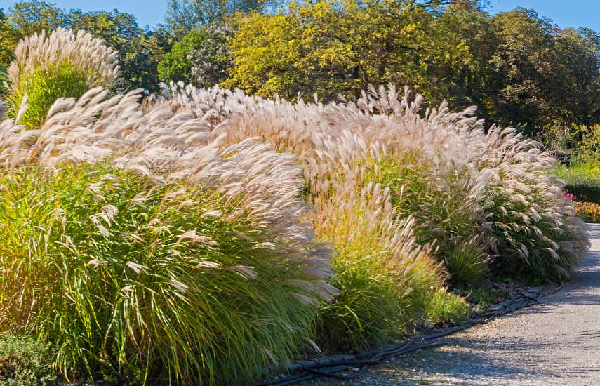 Iarba de pampas - instrucțiuni de plantare