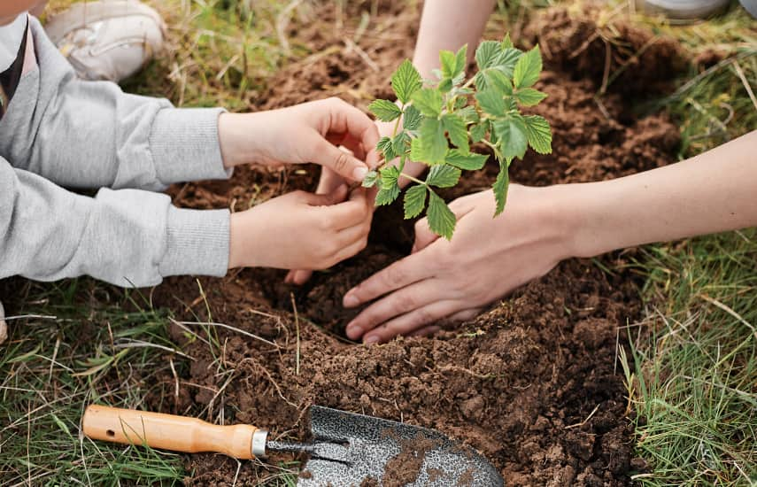 Plantarea de toamnă a zmeurei repetate