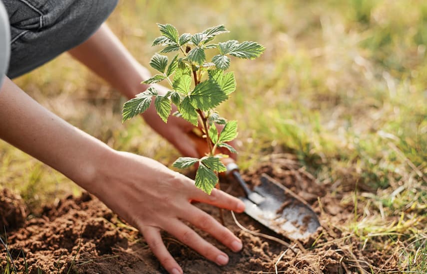 Plantarea de toamnă a zmeurei repetate