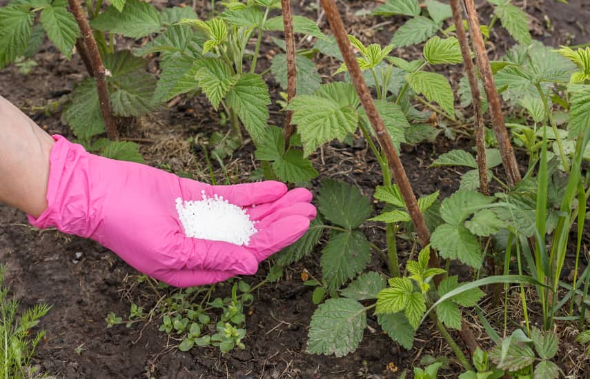 Plantarea de toamnă a zmeurei repetate