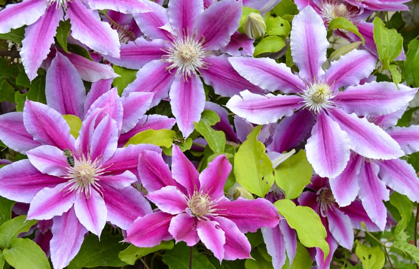 Plantarea Clematis