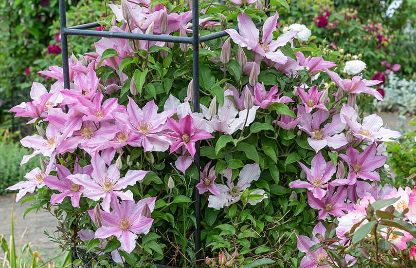 Plantarea Clematis