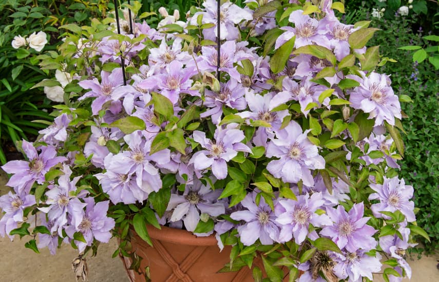 Plantarea Clematis